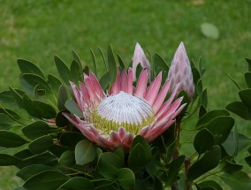 观赏庭院花卉，探寻世界上最美的古代花卉古代庭院花园