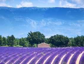 庭院腊月花卉的魅力——伊宁市花卉店的探索之旅伊宁花卉批发